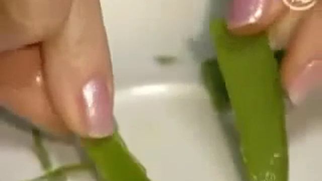 Цветок алое в народной медицине, лучшие  рецепты, лечение, применение.
