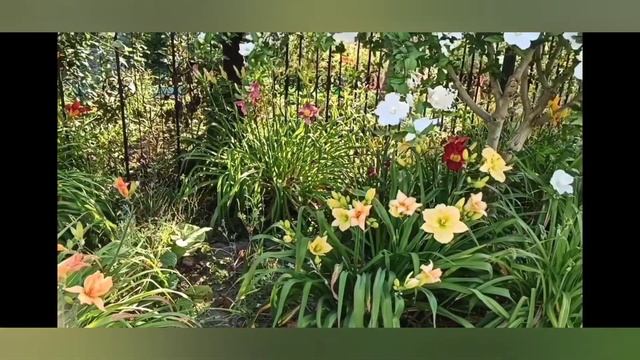 Клумба с ранней весны до поздней осени. Стараюсь сделать её лучше. смотреть онлайн