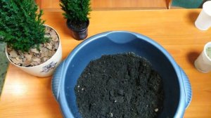 КИПАРИСОВИК ЛАВСОНА - ЭЛВУДИ.  Кипарисовик из магазина "Магнит", пересадка методом перевалки