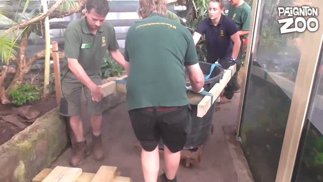 How do you move a Titan Arum? смотреть онлайн