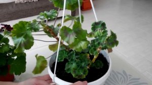 Пеларгония Королевская - секрет формирования пышного куста