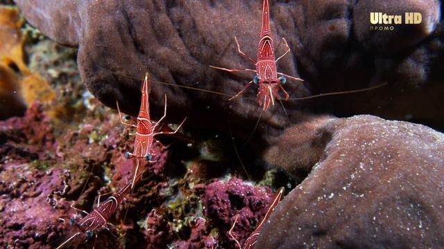 Окно дикой природы - Взгляд в глубину [02][4K] смотреть онлайн