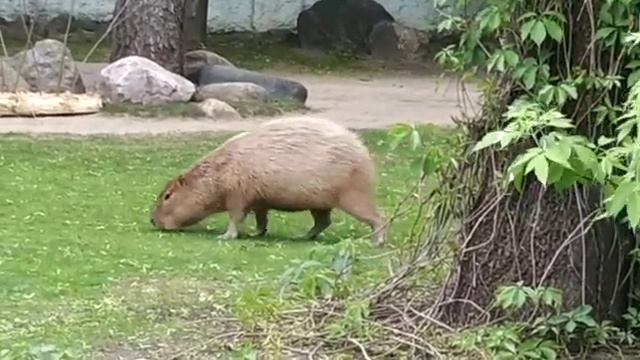 Капибара в московском зоопарке смотреть онлайн