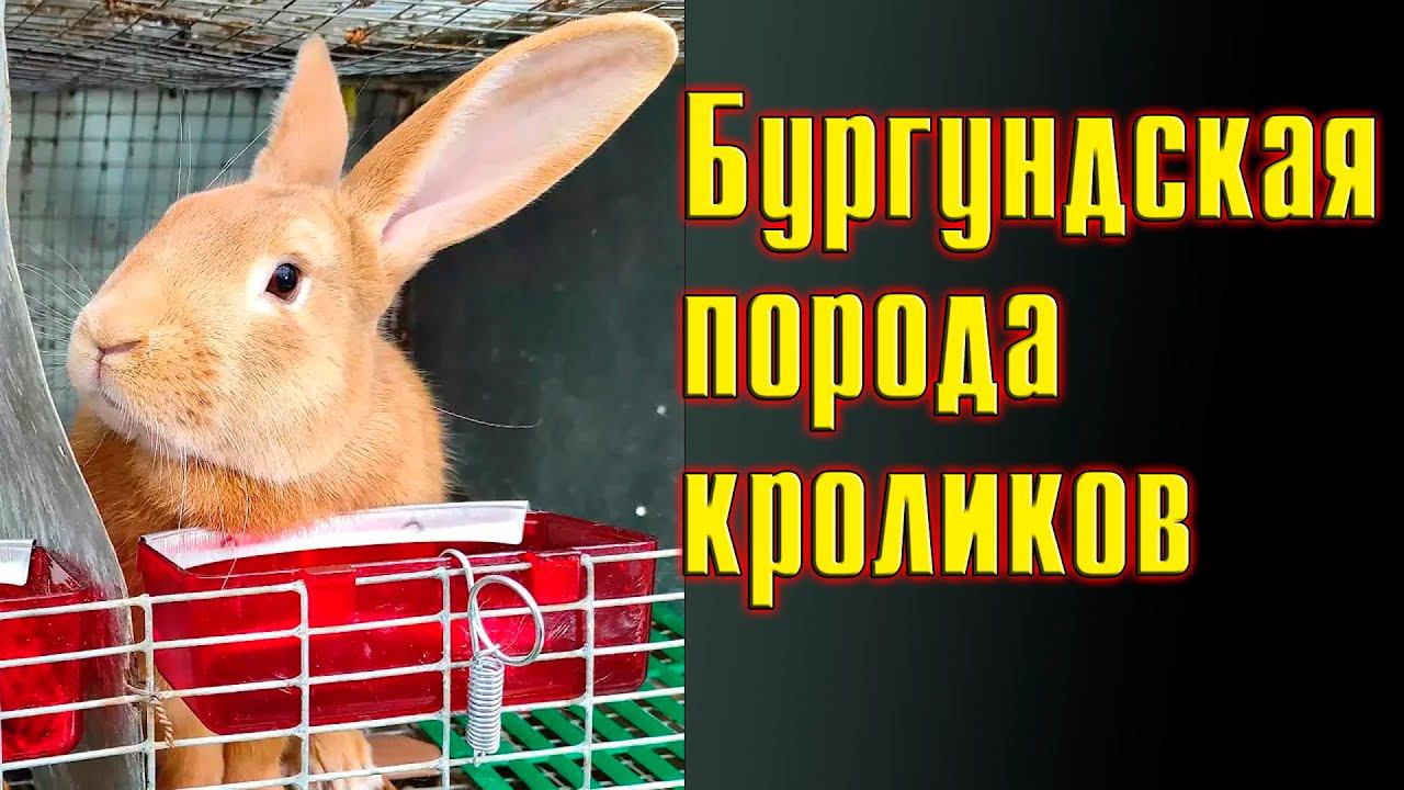 Бургундская порода кроликов смотреть онлайн