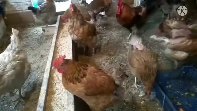 Почему куры не несутся?/Что делать куры перестали нестись смотреть онлайн