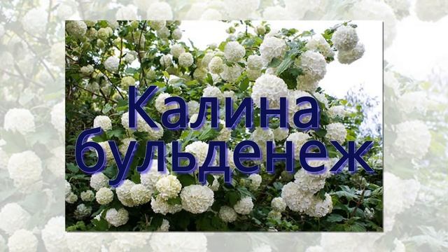 Топ - 10 неприхотливых кустарников смотреть онлайн