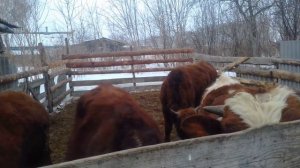 #16. Цены на телят