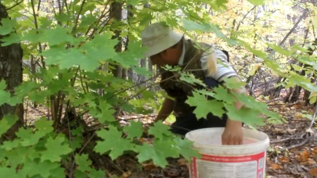 Грибы рядовка Рядовка серая смотреть онлайн