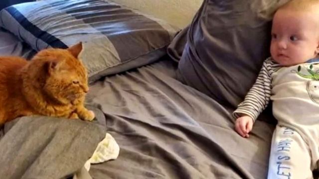 Кот залез к ребенку. Родители были в шоке, когда увидели что он сделал! смотреть онлайн