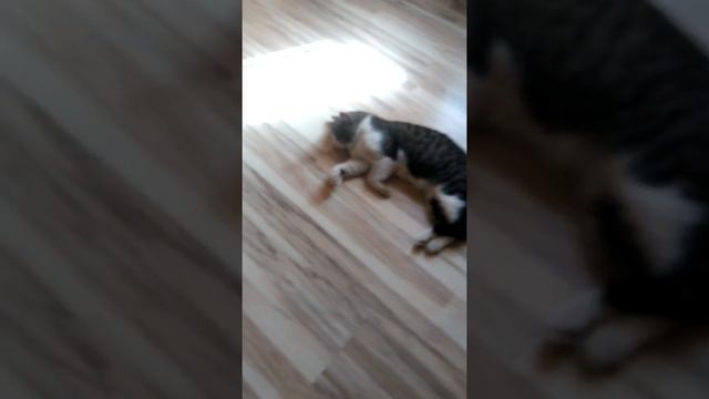мой кот=ленивец смотреть онлайн