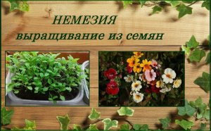Немезия из семян выращивание от посева до цветения