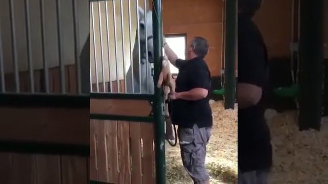 ЭРА ЧЕЧЕНЦЕВ ! смотреть онлайн