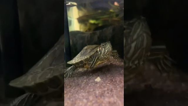 Интересный факт о красноухих черепахах ? #turtle #черепахи #террариум #exomenu #экзоменю смотреть онлайн