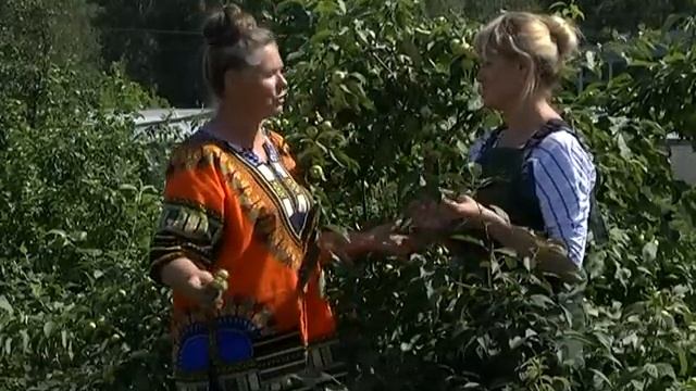 Рубрика "ЗаДачник": заболевания яблонь смотреть онлайн