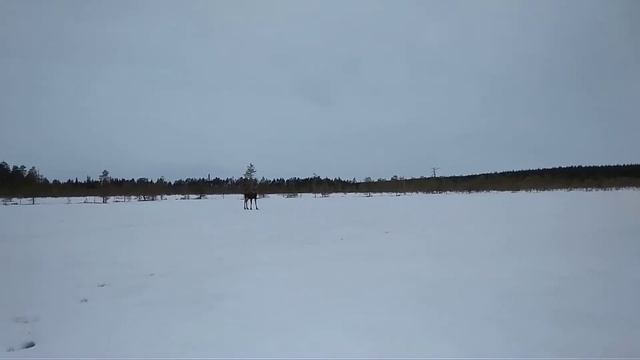Охота на лося смотреть онлайн