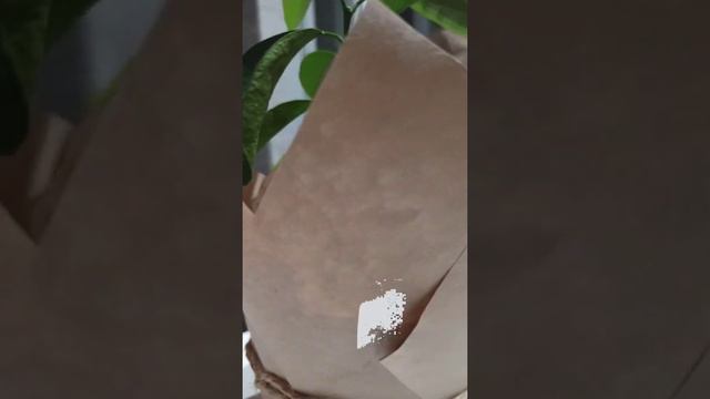 Мандариновое дерево в феншуй - дерево счастья и богатства смотреть онлайн