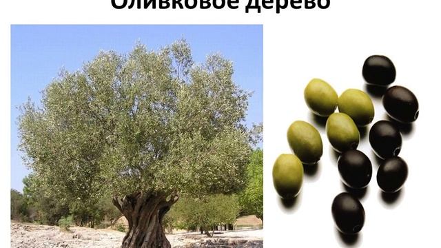 Презентация к уроку истории: "Древняя Греция" смотреть онлайн