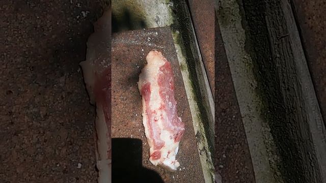 Живое мясо смотреть онлайн