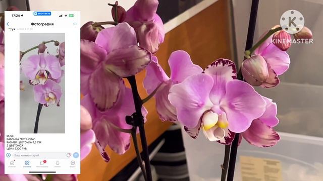 Обзор магазина орхидей Санкт-Петербург, неповторимая орхидея Ханни Hanni #phal #orchid смотреть онлайн