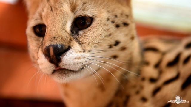 Cервал смотреть онлайн