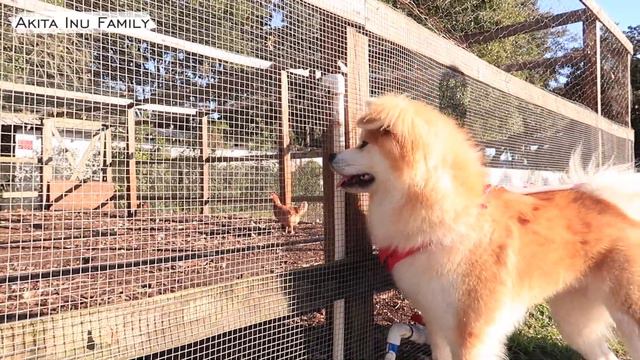 미국에서 강아지랑 살면 얼마나 행복할까 | How happy I would be living here with My 7 Akita Inu Family смотреть онлайн