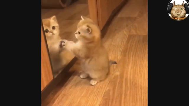 котики и милые котята