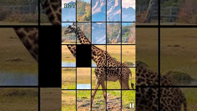 Animals Funitto [JAVA touch] смотреть онлайн