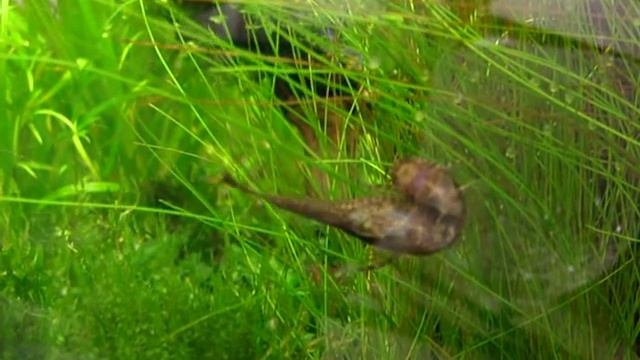 Отоцинклюс негрос (нерест)