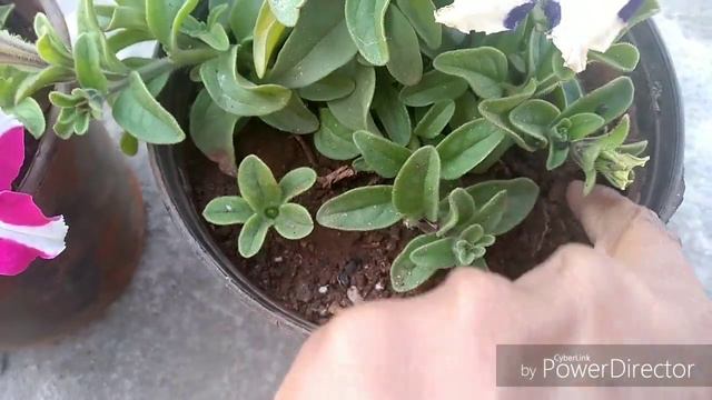 Petunia Flower Plant Care And Tips