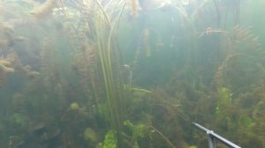 Трудовая Подводная охота осенью на щуку в октябре с арбалетом