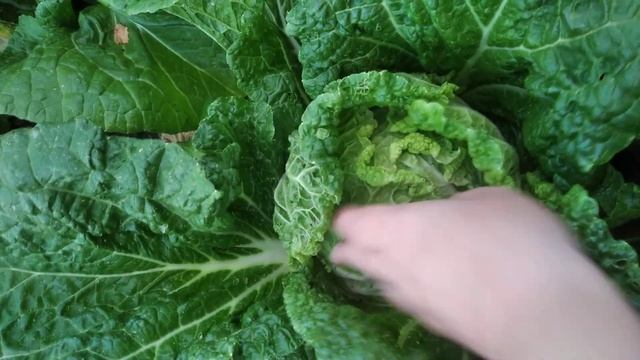 Определяем спелость пекинской капусты. 16 июля 2022 г. смотреть онлайн