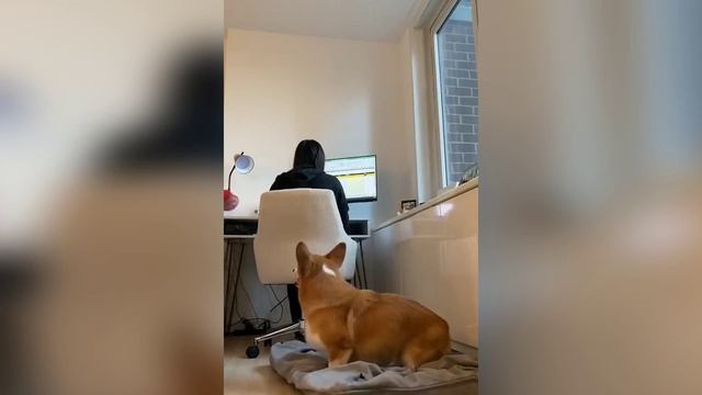 Забавные собаки № 1 смотреть онлайн