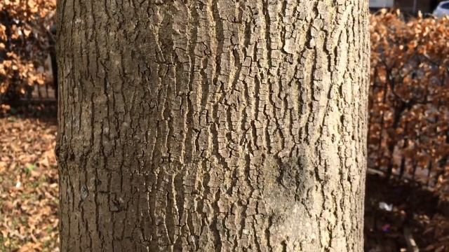 Narrow Leaved Ash (Fraxinus angustifolia) - trunk close up - February 2018 смотреть онлайн