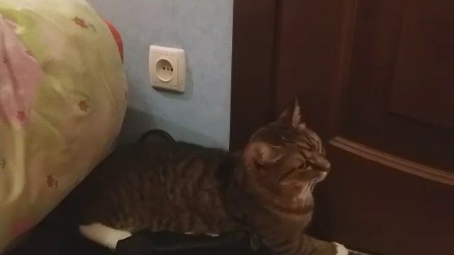 Тими идёт в школу.Шок 😲😲!!! Ушла с класса😲Кошка Тими смотреть онлайн