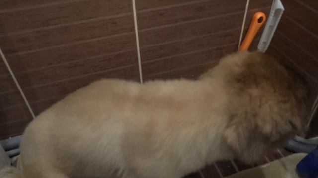 Пекинес Дендик очень боится грома смотреть онлайн