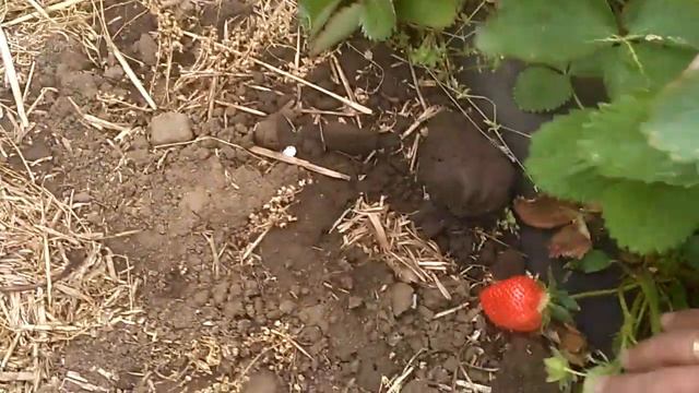 Клубника на улице. Состояние на 07.05.19. смотреть онлайн