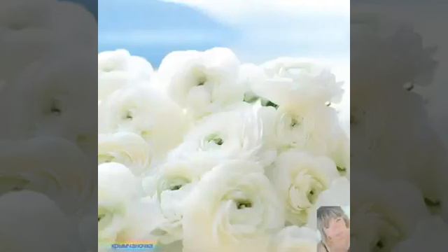 #нежного_утра #доброеутро #оченькрасивое#пожелание#доброгоутра ЛОВИТЕ НЕЖНОСТЬ💫 💫 💫 💖 💖 💖 смотреть онлайн