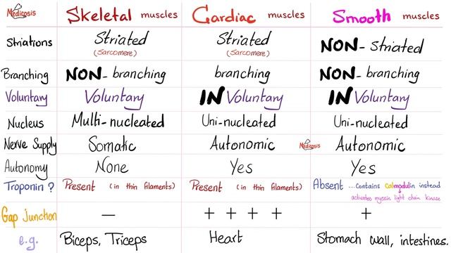 Cardiac Electrical Conduction System | Biology Lectures for MCAT, DAT, NEET, NCLEX смотреть онлайн