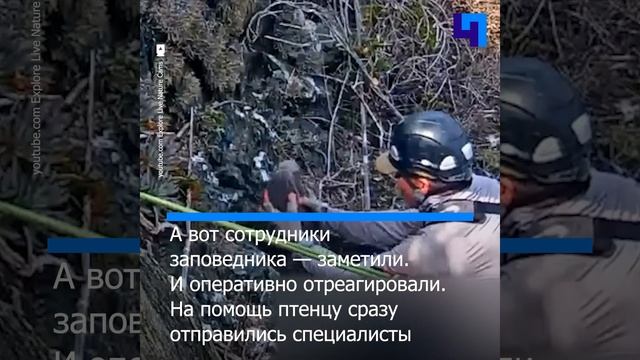 В США фотоловушка заповедника помогла спасти маленького орленка смотреть онлайн