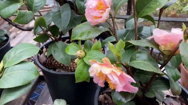 Цветут новые сорта камелий. смотреть онлайн