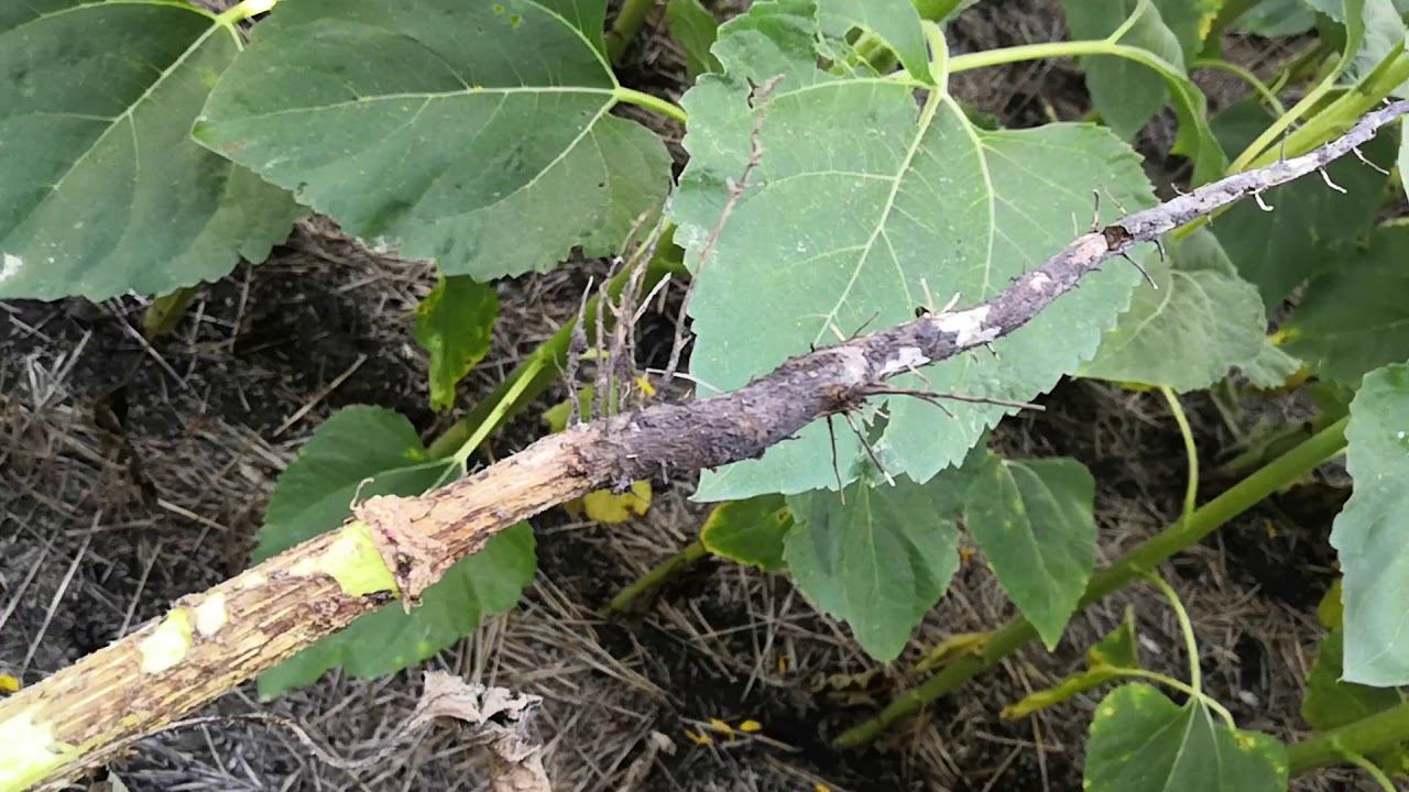 Подсолнечник, состояние посева на 13.08.19. Опыт с Аканто Плюс. смотреть онлайн