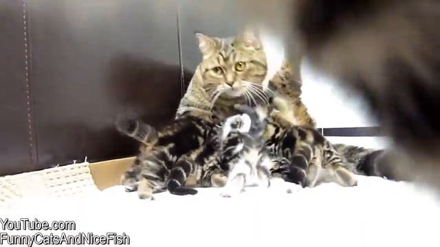 Смешное Видео, котенок и кошка! смотреть онлайн