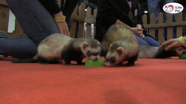 ХОРЬКИ ПИТАНИЕ ЗООШОУ 2016 НА ilikepet смотреть онлайн