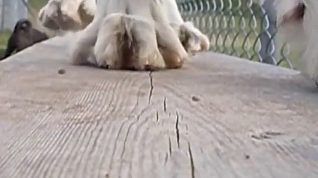 Avril Lavigne Music Video Featuring: Courtney and Border Collie, Shyloh. смотреть онлайн