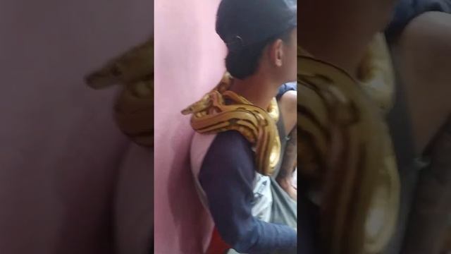 reticulatus python... смотреть онлайн