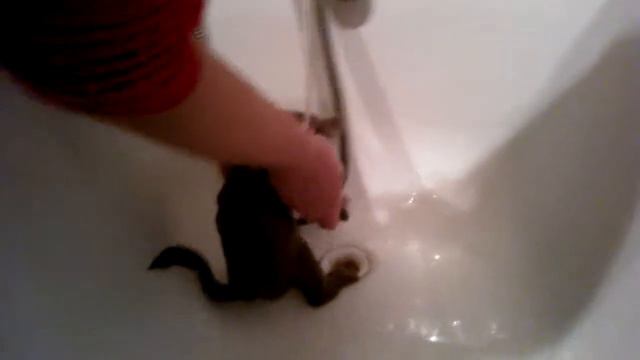 Первое купание лилового кота ч.1 из 3 :) смотреть онлайн