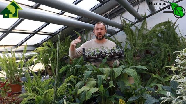 БЕЗ УДОБРЕНИЙ И ОБРАБОТОК. Рассада будет крепкой, толстой и даст отличный урожай! смотреть онлайн