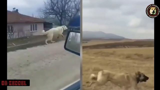 " AKBASH DOG " THE WHITE LION FROM ANATOLIAN - AKBAŞ TURK смотреть онлайн