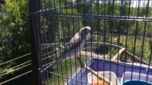 Что делать, если улетел попугай_ Крик волнистого попугая, я здесь, ты где.