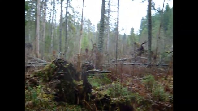 охота на рысь с фоторужьем смотреть онлайн